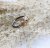 Lotta Jewellry Maya Ginkgo - Ring i silver/14K